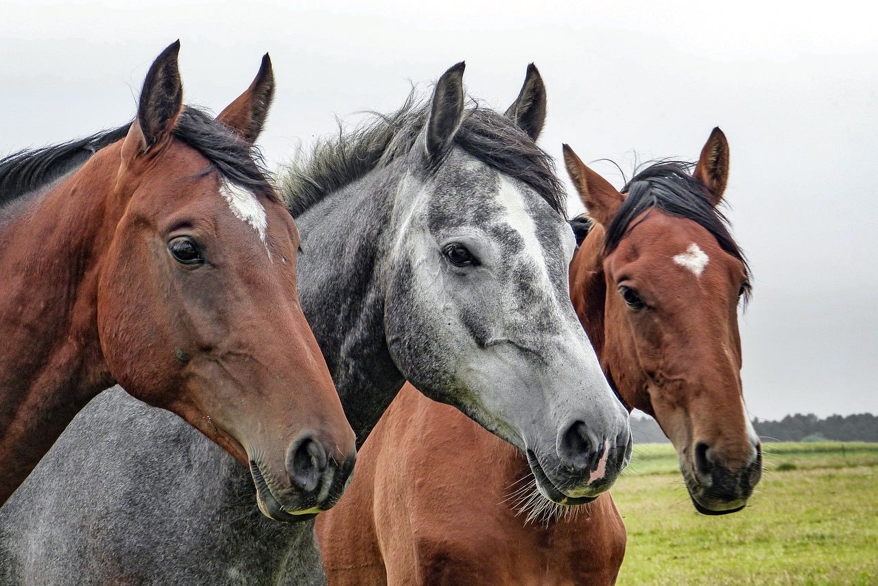 Horses Horsetail hair